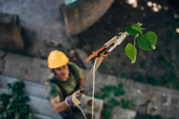 Best Emergency Storm Tree Removal  in Iyanbito, NM